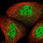 UHRF2 Antibody in Immunocytochemistry (ICC/IF)