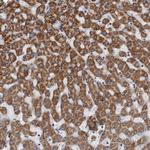 MDH2 Antibody in Immunohistochemistry (Paraffin) (IHC (P))