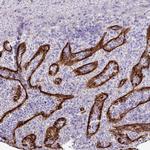 GPR182 Antibody in Immunohistochemistry (Paraffin) (IHC (P))