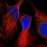 OXR1 Antibody in Immunocytochemistry (ICC/IF)