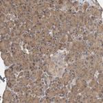 OXR1 Antibody in Immunohistochemistry (Paraffin) (IHC (P))