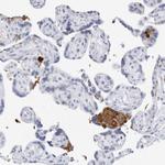 Fibrinogen gamma Antibody in Immunohistochemistry (Paraffin) (IHC (P))