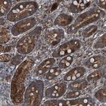 SENP2 Antibody in Immunohistochemistry (Paraffin) (IHC (P))