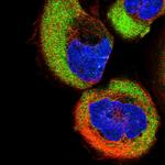 TUSC2 Antibody in Immunocytochemistry (ICC/IF)