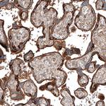 Jagged2 Antibody in Immunohistochemistry (Paraffin) (IHC (P))