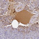 Albumin Antibody in Immunohistochemistry (Paraffin) (IHC (P))