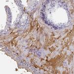 Albumin Antibody in Immunohistochemistry (Paraffin) (IHC (P))