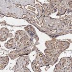 CTGF Antibody in Immunohistochemistry (Paraffin) (IHC (P))