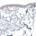 Laminin alpha-1 Antibody in Immunohistochemistry (Paraffin) (IHC (P))