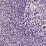 Opticin Antibody in Immunohistochemistry (Paraffin) (IHC (P))