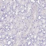 IKAROS Antibody in Immunohistochemistry (Paraffin) (IHC (P))