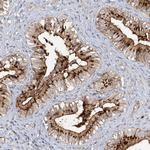 FGF19 Antibody in Immunohistochemistry (Paraffin) (IHC (P))