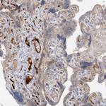 FGF19 Antibody in Immunohistochemistry (Paraffin) (IHC (P))