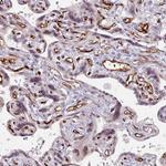 CD34 Antibody in Immunohistochemistry (Paraffin) (IHC (P))