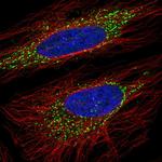 ORP5 Antibody in Immunocytochemistry (ICC/IF)