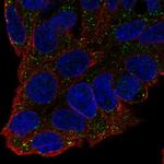 Factor XI Antibody in Immunocytochemistry (ICC/IF)