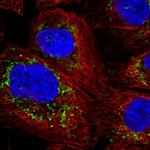 REA Antibody in Immunocytochemistry (ICC/IF)