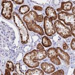 ADAMTS13 Antibody in Immunohistochemistry (Paraffin) (IHC (P))