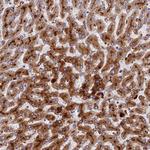 ADAMTS13 Antibody in Immunohistochemistry (Paraffin) (IHC (P))