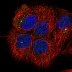 GNAI1 Antibody in Immunocytochemistry (ICC/IF)