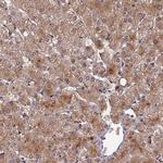 ADAMTS13 Antibody in Immunohistochemistry (Paraffin) (IHC (P))