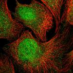 Glypican 5 Antibody in Immunocytochemistry (ICC/IF)