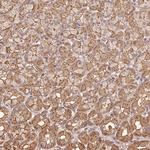 ATG10 Antibody in Immunohistochemistry (Paraffin) (IHC (P))