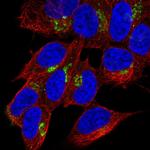 NPY Antibody in Immunocytochemistry (ICC/IF)