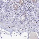 NPY Antibody in Immunohistochemistry (Paraffin) (IHC (P))