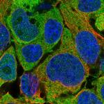 AHCY Antibody in Immunocytochemistry (ICC/IF)