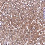 AHCY Antibody in Immunohistochemistry (Paraffin) (IHC (P))