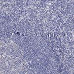 Lass1 Antibody in Immunohistochemistry (Paraffin) (IHC (P))