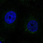 SCO2 Antibody in Immunocytochemistry (ICC/IF)