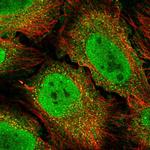 Bcl-3 Antibody in Immunocytochemistry (ICC/IF)