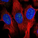 TRF1 Antibody in Immunocytochemistry (ICC/IF)