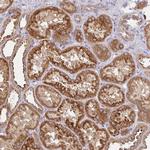 GNS Antibody in Immunohistochemistry (Paraffin) (IHC (P))