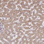 GNS Antibody in Immunohistochemistry (Paraffin) (IHC (P))