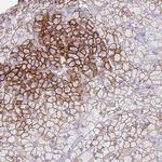 ELOA2 Antibody in Immunohistochemistry (Paraffin) (IHC (P))