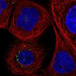 CD142 Antibody in Immunocytochemistry (ICC/IF)