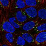 NTF4 Antibody in Immunocytochemistry (ICC/IF)