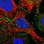 Paxillin Antibody in Immunocytochemistry (ICC/IF)