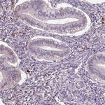 Apolipoprotein C1 Antibody in Immunohistochemistry (Paraffin) (IHC (P))