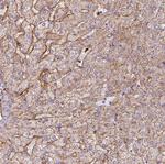 Apolipoprotein C1 Antibody in Immunohistochemistry (Paraffin) (IHC (P))