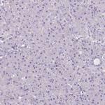 Apolipoprotein C1 Antibody in Immunohistochemistry (Paraffin) (IHC (P))