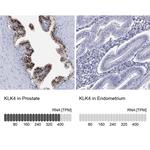 Kallikrein 4 Antibody in Immunohistochemistry (Paraffin) (IHC (P))