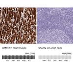 CKMT2 Antibody in Immunohistochemistry (Paraffin) (IHC (P))