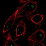 OPLAH Antibody in Immunocytochemistry (ICC/IF)