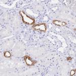 Uromodulin Antibody in Immunohistochemistry (Paraffin) (IHC (P))