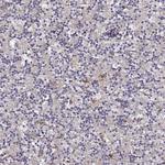 ASIC3 Antibody in Immunohistochemistry (Paraffin) (IHC (P))