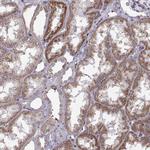 ASIC3 Antibody in Immunohistochemistry (Paraffin) (IHC (P))